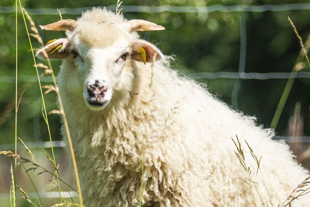 35 Female Sheep Names (young & mature)