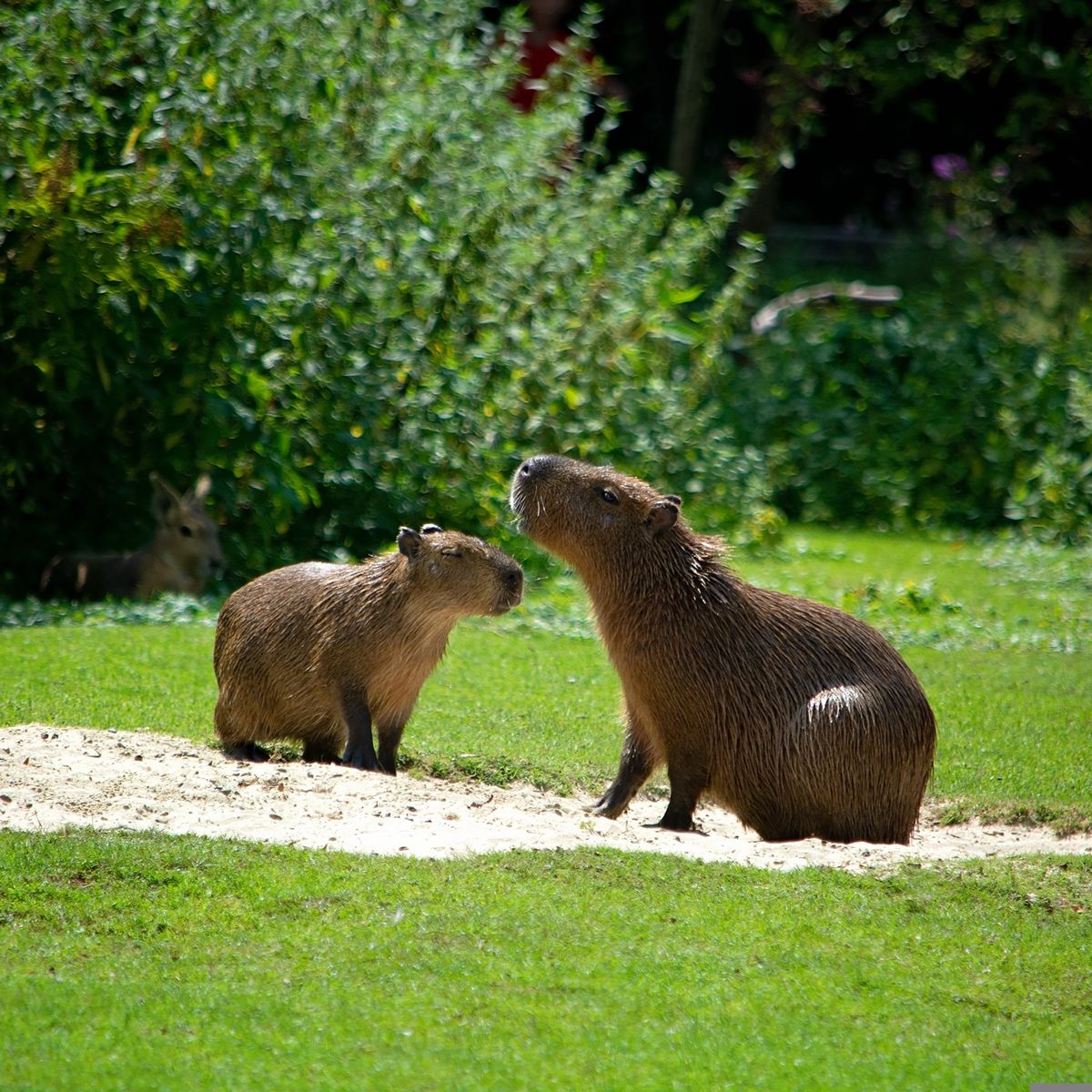 Cute & Funny Capybara Names With Meaning