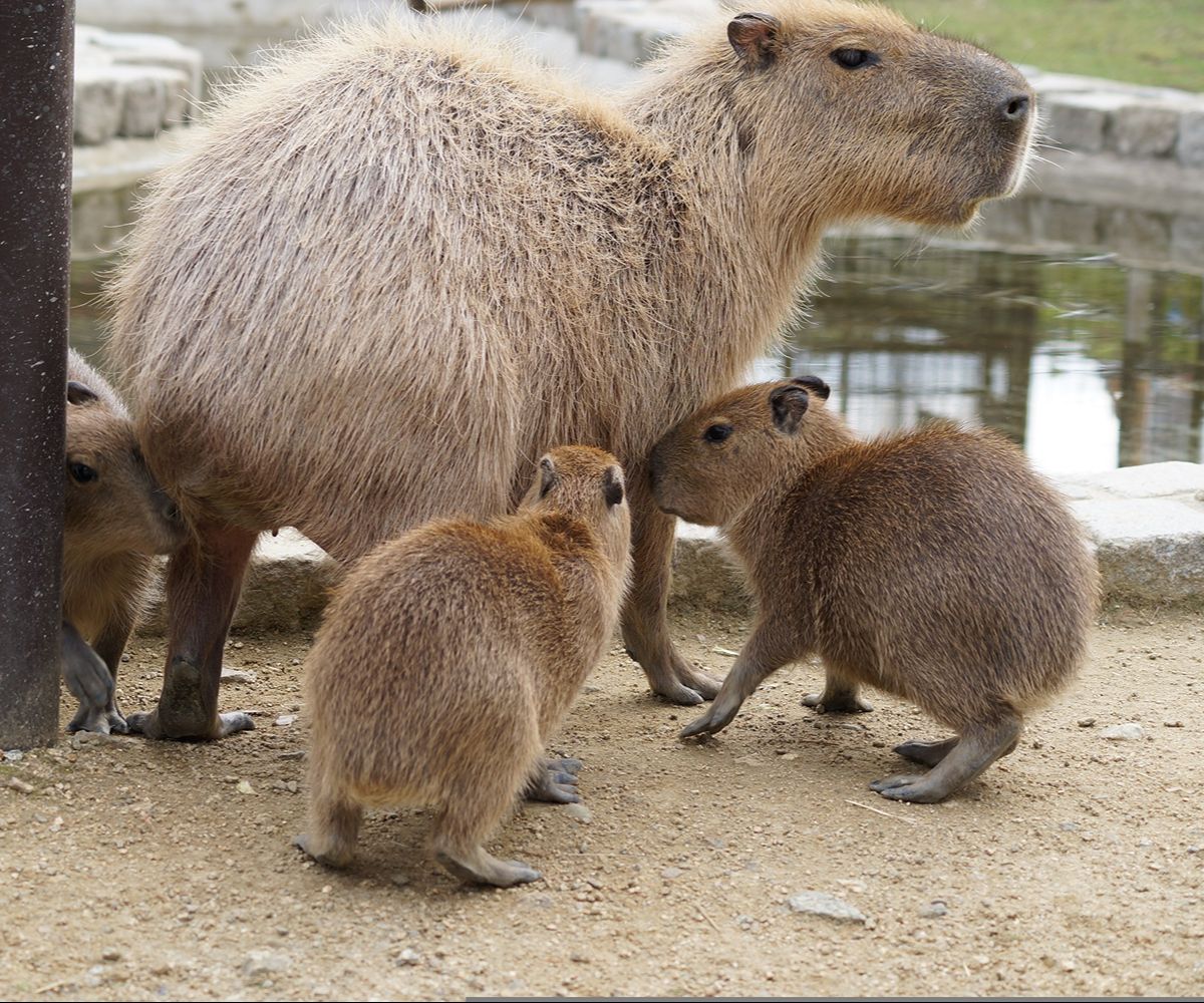 Cute & Funny Capybara Names With Meaning